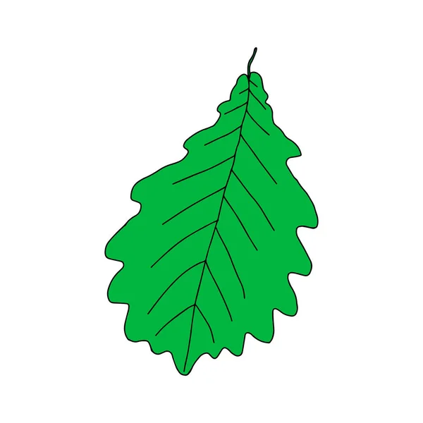 Illustration Une Feuille Chêne Vert Isolée Sur Fond Blanc — Image vectorielle