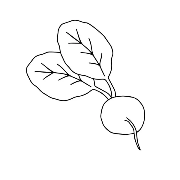 Vector Outline Illustration Black Fresh Radish Beet Leaves White Background — Stock Vector