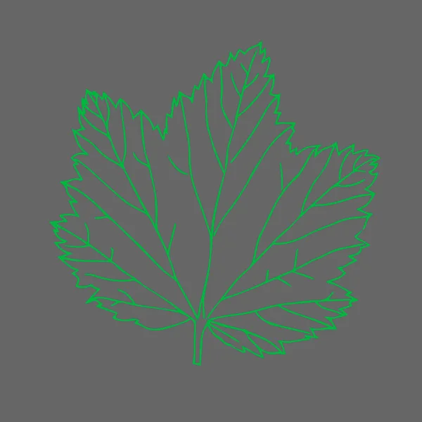Διανυσματική Απεικόνιση Ενός Πράσινου Φύλλου Φραγκοστάφυλου Που Απομονώνεται Γκρι Φόντο — Διανυσματικό Αρχείο