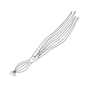 Beyaz arkaplanda izole edilmiş bir soğanın Siyah Vektör çizgisi çizimi