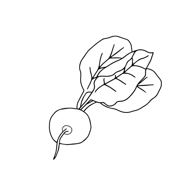 Μια Απεικόνιση Περίγραμμα Διάνυσμα Ενός Μαύρου Φρέσκο Ραπανάκι Τεύτλα Φύλλα — Διανυσματικό Αρχείο