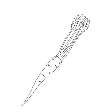 Beyaz arka planda renkli turuncu ve yeşil taze havuç tasviri yer almaktadır.