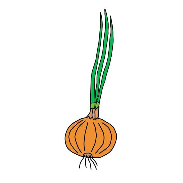 Esquema Vectorial Ilustración Una Cebolla Naranja Verde Aislada Sobre Fondo — Archivo Imágenes Vectoriales