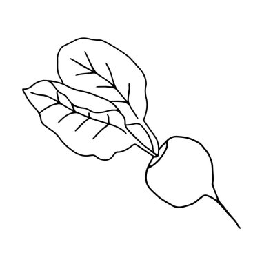 Beyaz arka planda siyah taze turp veya yapraklı pancar tasviri yer almaktadır.