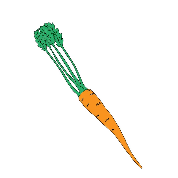 Esquema Vectorial Ilustración Una Zanahoria Fresca Color Naranja Verde Está — Vector de stock