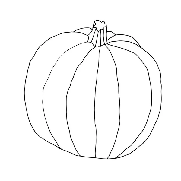 Beautiful outline vector illustration of one pumpkin for holiday halloween isolated on a white background — Stock Vector