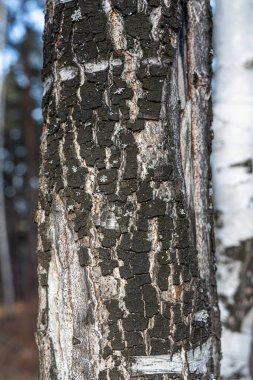 Kabuklu beyaz huş ağacı gövdesi sonbaharda bir parkta bulanık bir arka plandadır.