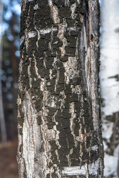 Kabuklu beyaz huş ağacı gövdesi sonbaharda bir parkta bulanık bir arka plandadır.