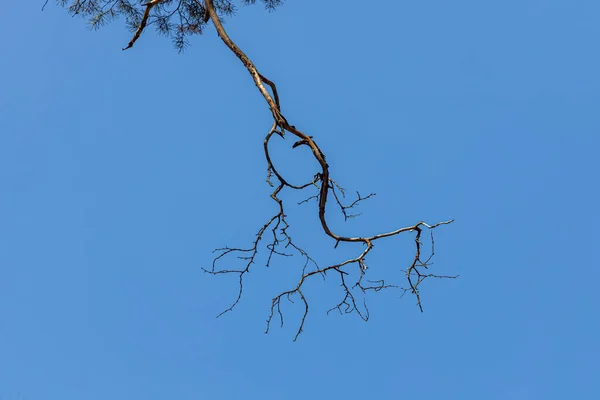 Ramo Árvore Pinheiro Com Está Fundo Azul Céu Parque Outono — Fotografia de Stock