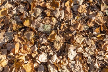 Parkta kuru kahverengi ve sarı yaprakların güzel bir dokusu var.