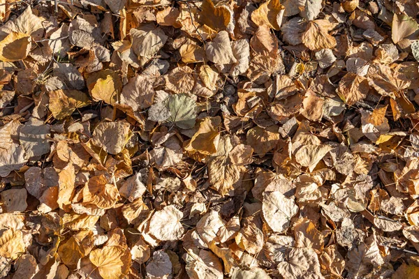 Parkta kuru kahverengi ve sarı yaprakların güzel bir dokusu var.