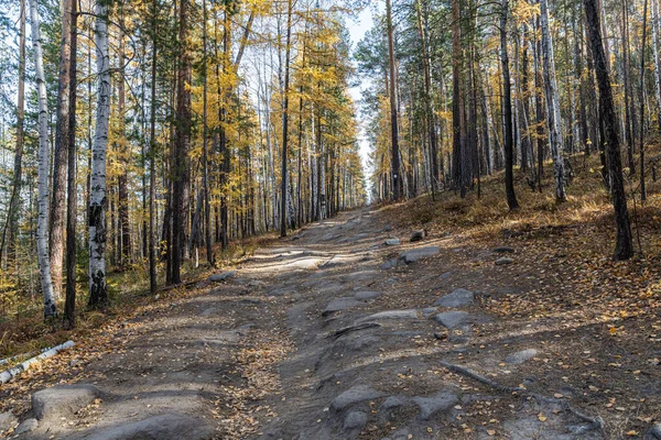 Sonbaharda Ormanda Yeşil Iğneli Kahverengi Çam Ağaçları Sarı Yapraklı Beyaz — Stok fotoğraf