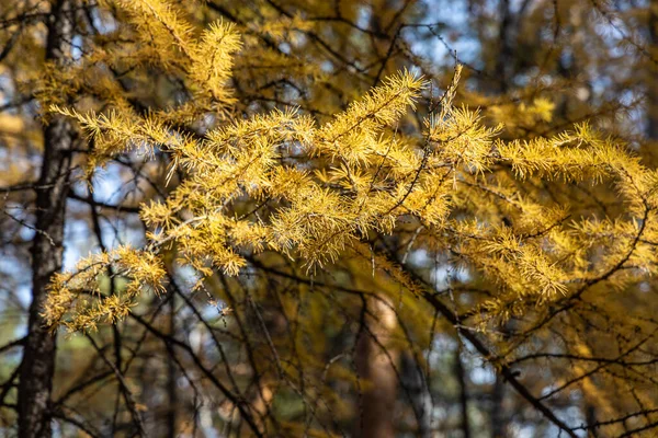 Ősszel Erdőben Van Egy Vízszintes Kép Egy Sárga Tűvel Ellátott — Stock Fotó