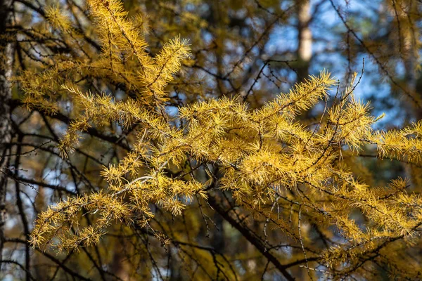 Горизонтальное Фото Лиственницы Желтыми Иглами Осенью Лесу — стоковое фото