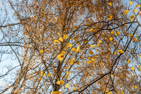 Groep Van Witte Berken Met Gele Bladeren Vallen Een Blauwe — Stockfoto