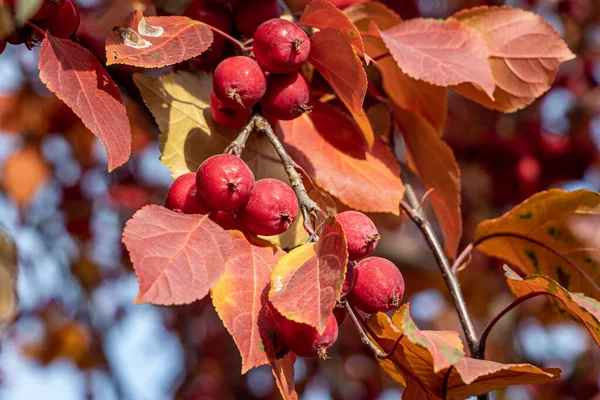 Bunch Wild Apple Tree Small Bright Red Apples Orange Leaves — Stockfoto