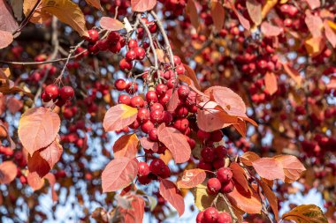 Küçük parlak kırmızı elma ve portakal yapraklı bir demet yabani elma ağacı.