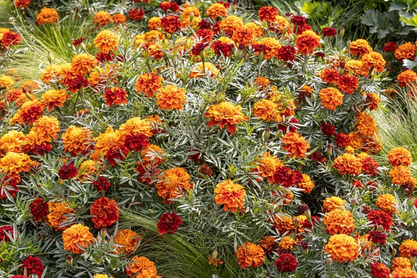 Flores Laranja Amarelo Redondo Calêndula Com Belas Folhas Verdes Florescem — Fotografia de Stock