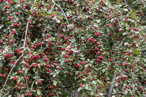 Bunch Wild Apple Tree Small Bright Red Apples Green Leaves — Stockfoto