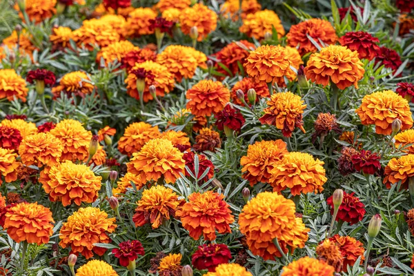 Flores Laranja Amarelo Redondo Calêndula Com Belas Folhas Verdes Florescem — Fotografia de Stock