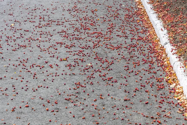 Group Fresh Yellow Red Bright Apples Lies Road Autumn — Stock Photo, Image