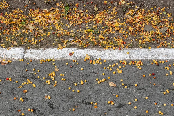 Grupo Manzanas Frescas Color Amarillo Rojo Brillante Encuentra Carretera Otoño — Foto de Stock
