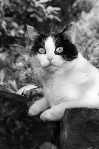 夏には庭の池に大きな目を持つ美しい大人の若い黒と白の猫です — ストック写真
