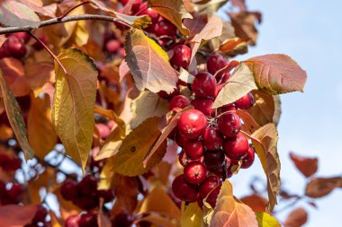 Küçük parlak kırmızı elma ve portakal yapraklı bir demet yabani elma ağacı.