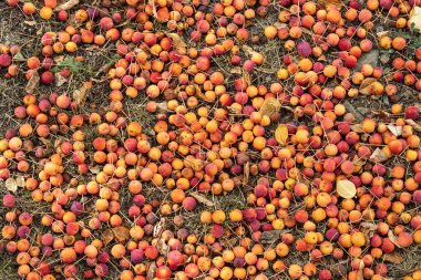 Sonbaharda bir grup taze sarı ve kırmızı parlak elma yerde yatar.