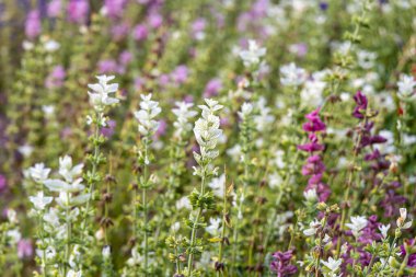 Bir grup güzel beyaz ve kırmızı salvia viridis çiçekleri sonbaharda bir bahçede çiçek tarhında yeşil yapraklar ile