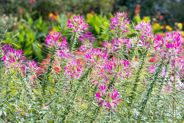 Grupo Flores Cleome Hassleriana Púrpura Roja Spinnenblume Cleome Spinosa Está — Foto de Stock