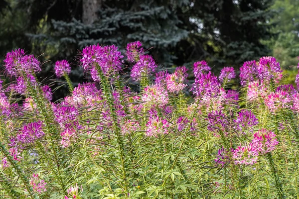 Group Purple Red Cleome Hassleriana Flowers Spinnenblume Cleome Spinosa Green — Stock Photo, Image