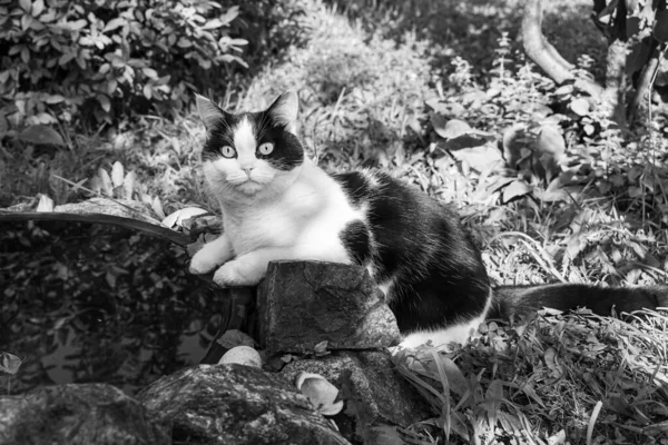 夏に庭のプラスチック製の池によって目が大きく美しい大人の若い黒と白の猫です — ストック写真
