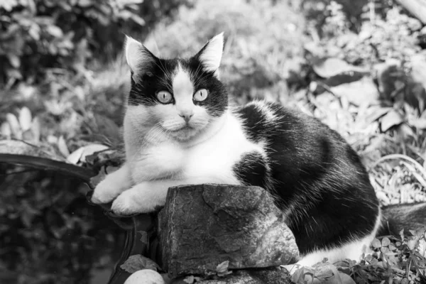 Mooie Volwassen Zwart Witte Kat Met Grote Ogen Ligt Zomer — Stockfoto