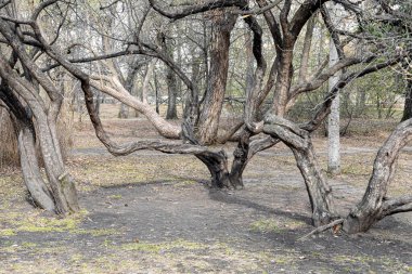 Yapraksız kavisli yaprak döken ağaçlar güneşli bir bahar gününde parktadır.