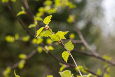 Yeşil meyve, taze yapraklar ve tomurcuklu huş ağacı dalı baharda bir parkta bulanık bir arka planda.