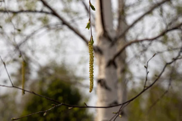 Birch branch with green fruit and fresh leaves and buds is on a blurred background in a park in spring — Stock Photo, Image