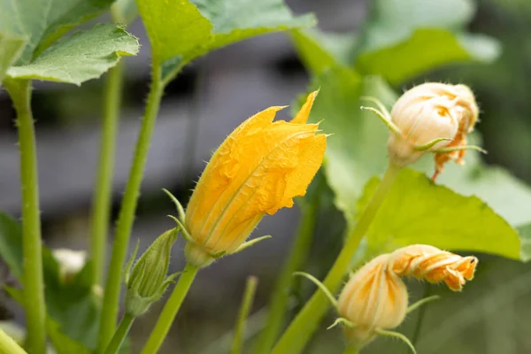 Schöne Zucchini-Pflanze mit gelben Blüten und grünen Blättern steht im Sommer im Garten — Stockfoto