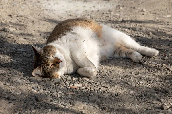 A beautiful adult fat tabby cat with a white spot on their chest is sleeping on the gray ground in the garden in summer — Stockfoto
