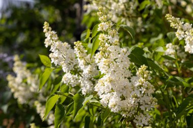 Yeşil yaprakları ve tomurcukları olan beyaz leylak dalı yazın bulanık yeşil bir arka planda açar.
