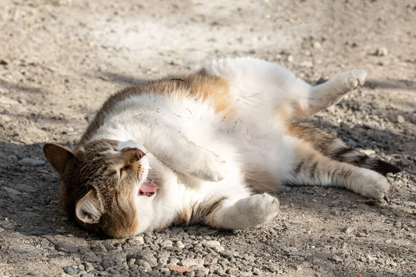 A beautiful adult fat tabby cat with open mouth is sleeping on the gray ground in the garden in summer — Stockfoto