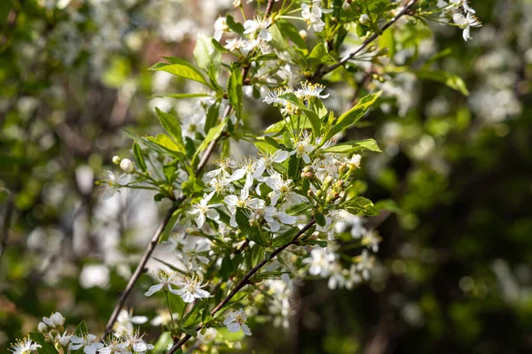 Вишневая Ветвь Белыми Цветами Зелеными Свежими Листьями Бутонами Размытом Фоне — стоковое фото
