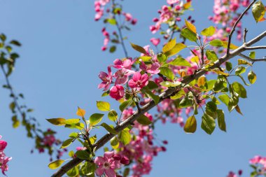 Pembe çiçekli, yeşil yapraklı ve tomurcuklu Çiçekli elma ağacı baharda bir parkta mavi gökyüzü arka planında.