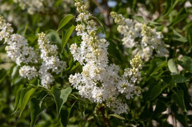 Yeşil yaprakları ve tomurcukları olan beyaz bir leylak dalı yazın bulanık yeşil bir arka planda çiçek açar.