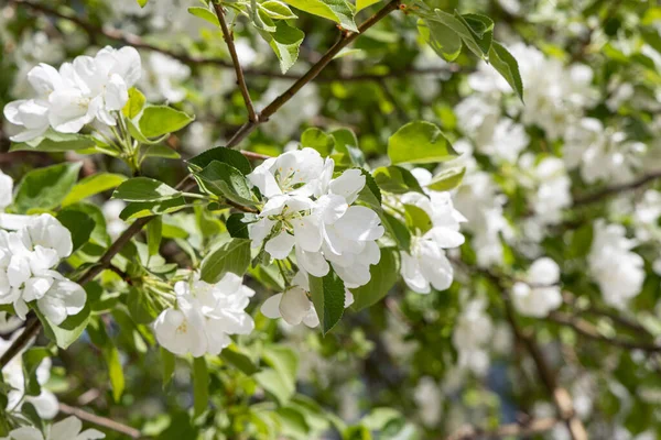 Manzano Floreciente Con Las Flores Blancas Las Hojas Verdes Frescas — Foto de Stock