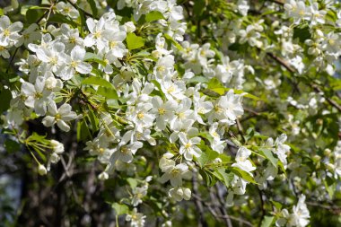 Çiçekli, beyaz çiçekli, yeşil yapraklı ve tomurcuklu elma ağacı baharda bir parkta mavi gökyüzü arka planında.