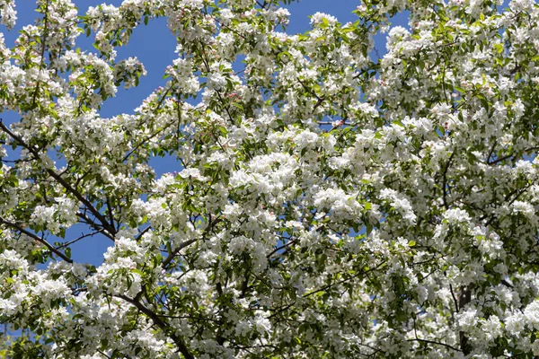 Blooming Apple Tree White Flowers Green Fresh Leaves Buds Blue — Stock Photo, Image
