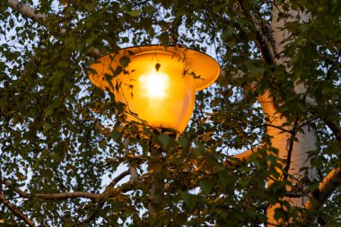 Huş ağacının arka planında duran güzel turuncu sokak lambası baharda bir parkta.