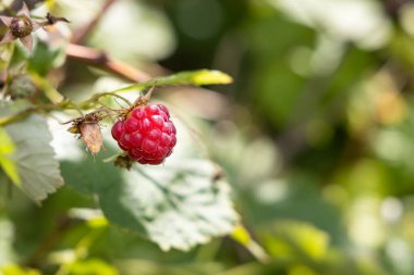 Yeşil yapraklı, olgun kırmızı bir ahududu yazın bulanık bir arka plandadır.