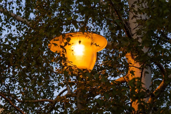 Orange Beautiful Street Lighting Lantern Birch Tree Background Park Spring — Fotografia de Stock